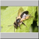 Andrena cf carantonica - Sandbiene w01 13mm.jpg